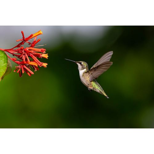 Ditto, Larry 아티스트의 Black-chinned Hummingbird-Archilochus alexandri-feeding작품입니다.